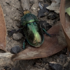 Lamprima aurata (Golden stag beetle) at Bonang, VIC - 21 Dec 2020 by JudithRoach