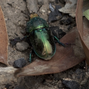 Lamprima aurata at Bonang, VIC - suppressed