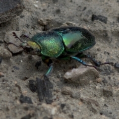 Lamprima aurata at Bonang, VIC - suppressed