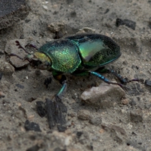 Lamprima aurata at Bonang, VIC - 21 Dec 2020