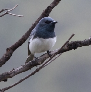 Myiagra rubecula at Bonang, VIC - 4 Jan 2021