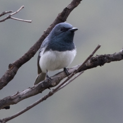 Myiagra rubecula (Leaden Flycatcher) at Bonang, VIC - 4 Jan 2021 by JudithRoach