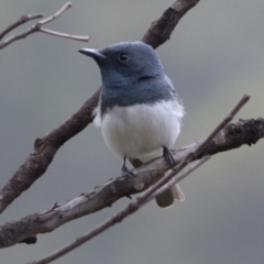 Myiagra rubecula at Bonang, VIC - suppressed