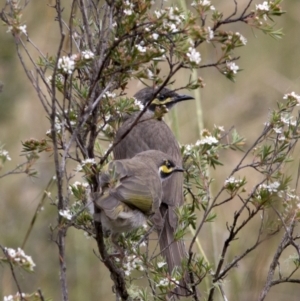 Caligavis chrysops at Bonang, VIC - 5 Jan 2021