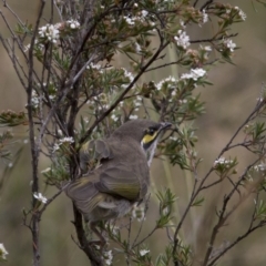 Caligavis chrysops at Bonang, VIC - 5 Jan 2021