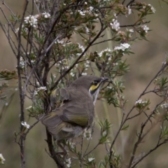 Caligavis chrysops at Bonang, VIC - suppressed