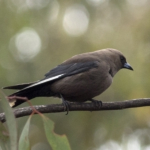 Artamus cyanopterus at Bonang, VIC - 5 Jan 2021