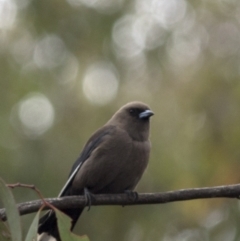 Artamus cyanopterus at Bonang, VIC - 5 Jan 2021