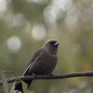 Artamus cyanopterus at Bonang, VIC - 5 Jan 2021