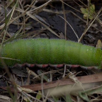 Unidentified Emperor moth (Saturniidae) at Bonang, VIC - 6 Jan 2021 by JudithRoach