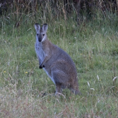 Notamacropus rufogriseus (Red-necked Wallaby) at Bonang, VIC - 30 Jan 2021 by JudithRoach