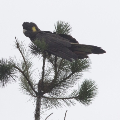 Zanda funerea (Yellow-tailed Black-Cockatoo) at Bonang, VIC - 26 Jan 2021 by JudithRoach