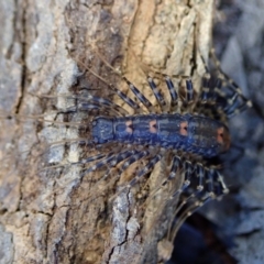 Scutigeridae (family) at Bonang, VIC - 6 Mar 2021 by JudithRoach