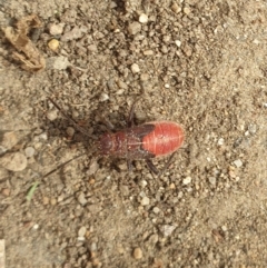 Leptocoris mitellatus (Leptocoris bug) at Turner, ACT - 23 Aug 2021 by LD12