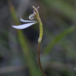 Eriochilus cucullatus at Bonang, VIC - 17 Feb 2021