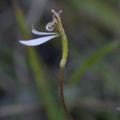 Unidentified Orchid (TBC) at Bonang, VIC - 16 Feb 2021 by JudithRoach
