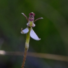 Eriochilus cucullatus at Bonang, VIC - 17 Feb 2021