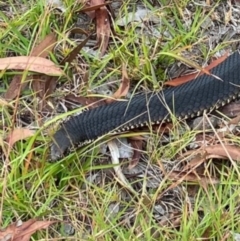 Austrelaps ramsayi (Highlands Copperhead) at Bonang, VIC - 28 Jan 2021 by JudithRoach