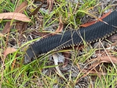 Austrelaps ramsayi (Highlands Copperhead) at Bonang, VIC - 27 Jan 2021 by JudithRoach