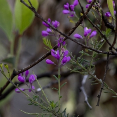 Comesperma ericinum (Heath Milkwort) at Bonang, VIC - 20 Nov 2020 by JudithRoach