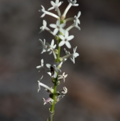 Stackhousia monogyna (Creamy Candles) at Bonang, VIC - 20 Nov 2020 by JudithRoach