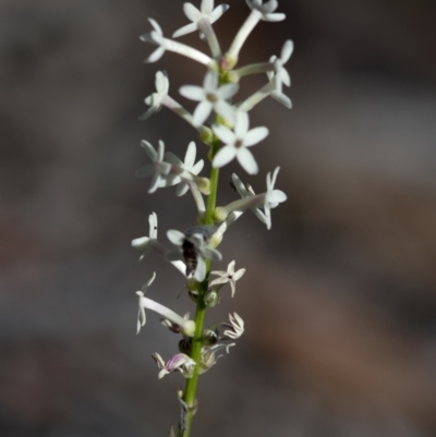 Stackhousia monogyna (Creamy Candles) at Bonang State Forest - 19 Nov 2020 by JudithRoach