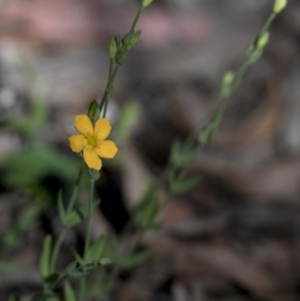 Hypericum gramineum at Bonang, VIC - 20 Nov 2020