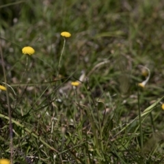 Leptorhynchos sp. at Bonang, VIC - 20 Nov 2020 by JudithRoach