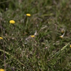 Leptorhynchos sp. at Bonang, VIC - 19 Nov 2020 by JudithRoach