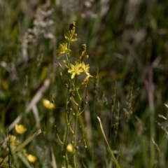 Bulbine bulbosa (Golden Lily, Bulbine Lily) at Bonang, VIC - 20 Nov 2020 by JudithRoach