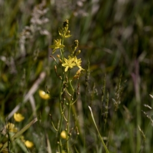 Bulbine bulbosa at Bonang, VIC - 20 Nov 2020