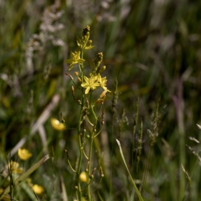 Bulbine bulbosa (Golden Lily, Bulbine Lily) at Bonang, VIC - 20 Nov 2020 by JudithRoach