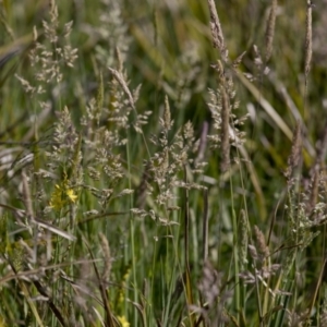 Holcus lanatus at Bonang, VIC - suppressed