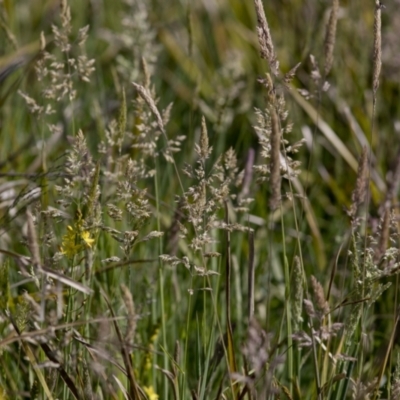 Holcus lanatus (Yorkshire Fog) at Bonang, VIC - 20 Nov 2020 by JudithRoach