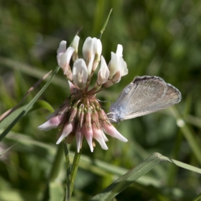 Zizina otis (Common Grass-Blue) at Bonang, VIC - 20 Nov 2020 by JudithRoach