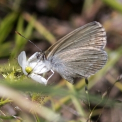 Zizina otis at Bonang, VIC - suppressed