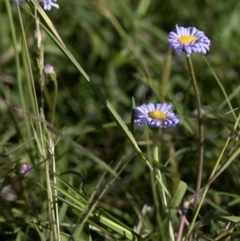 Brachyscome sp. (Cut-leaf Daisy) at Bonang, VIC - 20 Nov 2020 by JudithRoach