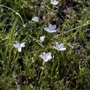 Montia australasica at Bonang, VIC - 20 Nov 2020