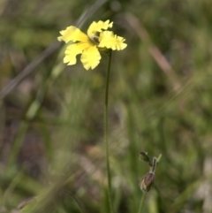 Goodenia paradoxa (Spur Goodenia) at Bonang, VIC - 20 Nov 2020 by JudithRoach