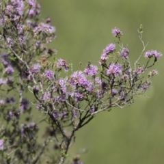 Kunzea parvifolia (Violet Kunzea) at Bonang, VIC - 19 Nov 2020 by JudithRoach