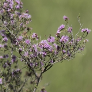 Kunzea parvifolia at Bonang, VIC - 20 Nov 2020