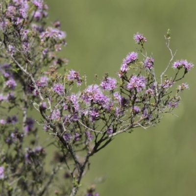 Kunzea parvifolia (Violet Kunzea) at Bonang, VIC - 20 Nov 2020 by JudithRoach