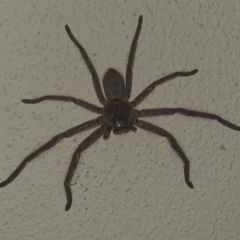 Isopeda (genus) (Huntsman Spider) at Turner, ACT - 6 Nov 2019 by LD12