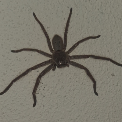Isopeda (genus) (Huntsman Spider) at Turner, ACT - 6 Nov 2019 by LD12