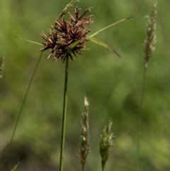 Unidentified Rush, Sedge or Mat Rush at Bonang, VIC - 20 Nov 2020 by JudithRoach