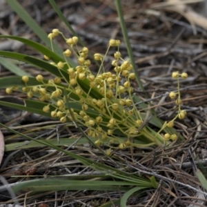 Lomandra filiformis at Bonang, VIC - 22 Nov 2020