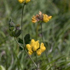 Lotus corniculatus by JudithRoach