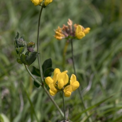 Unidentified Pea at Bonang, VIC - 20 Nov 2020 by JudithRoach