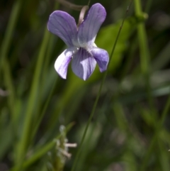 Unidentified Other Wildflower or Herb (TBC) at Bonang, VIC - 20 Nov 2020 by JudithRoach