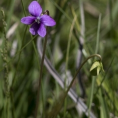 Viola sp. at Bonang, VIC - 20 Nov 2020